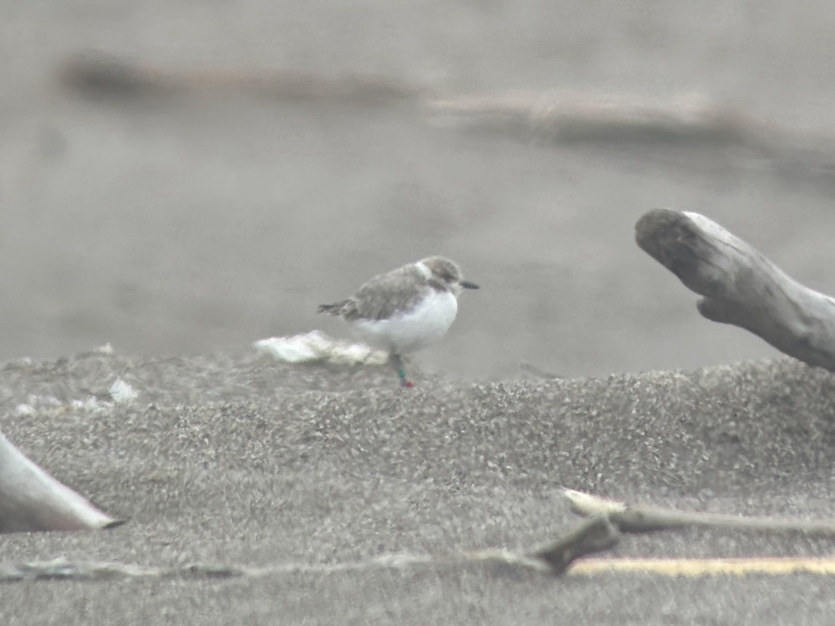 A photo of a small grayish-brown shorebird standing on a sandy beach among moderate-sized pieces of driftwood