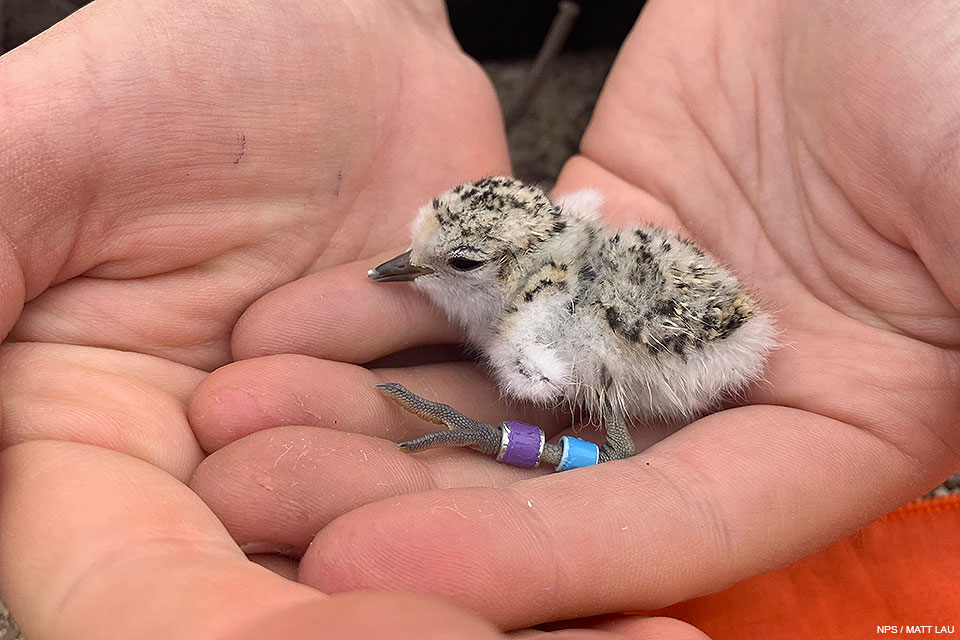A small, fluffy, light-tan, speckled-black plover hatchling is held in the hands of a biologist.