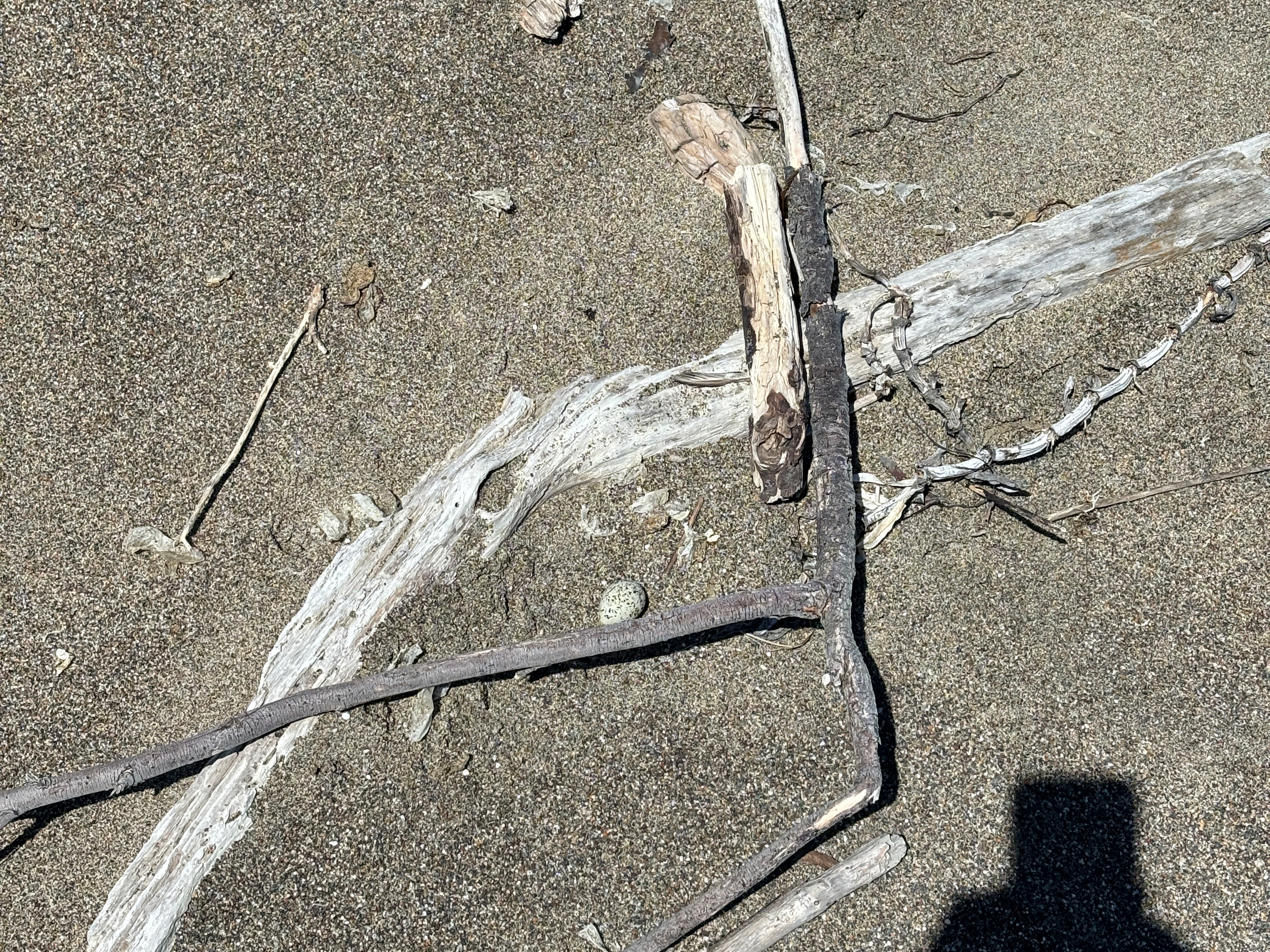 A photo of a small black-speckled, beige-colored egg sitting on sand between some pieces of driftwood.