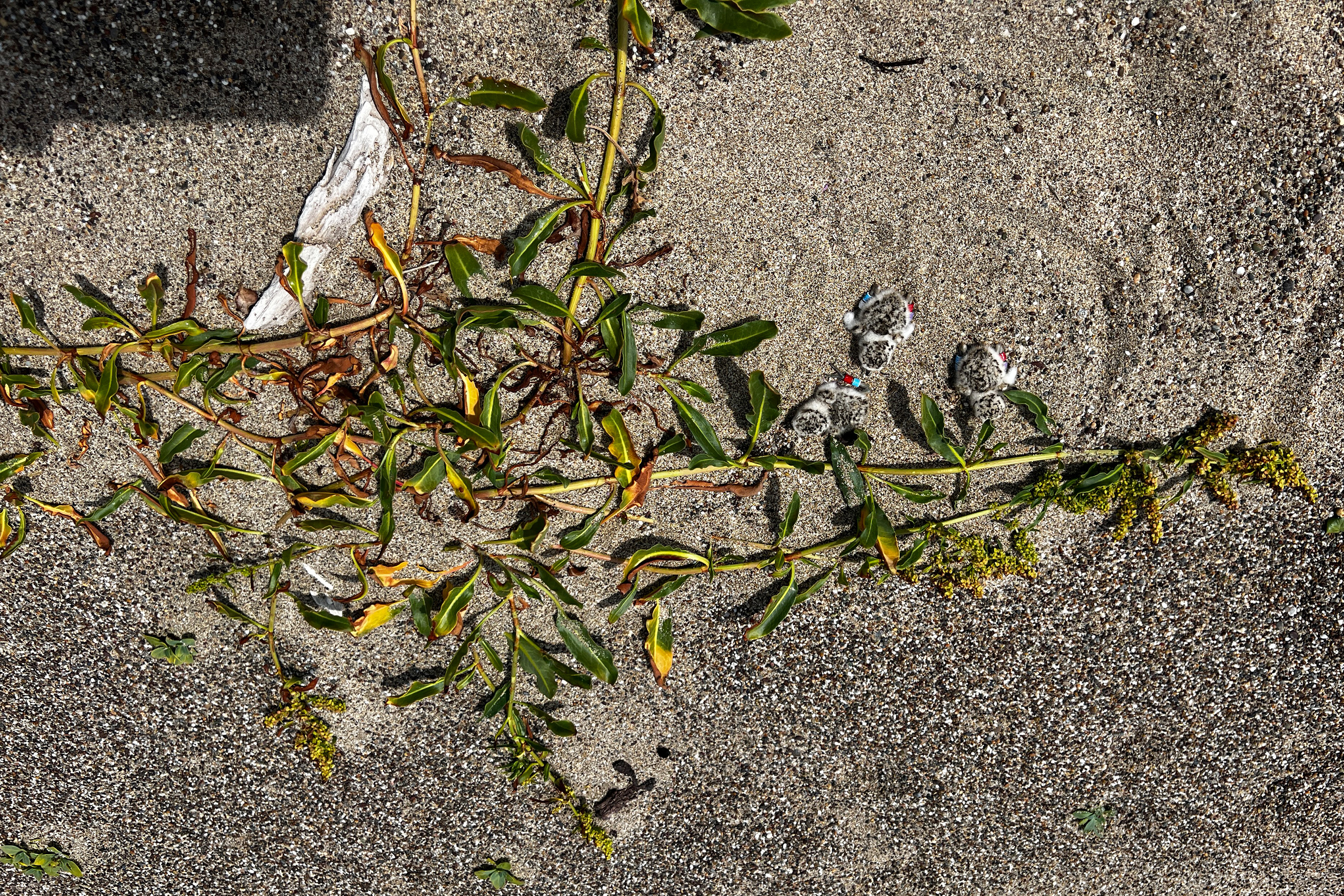 A photo of three small black-speckled, beige-colored chicks sitting on sand beside a vine-like plant.
