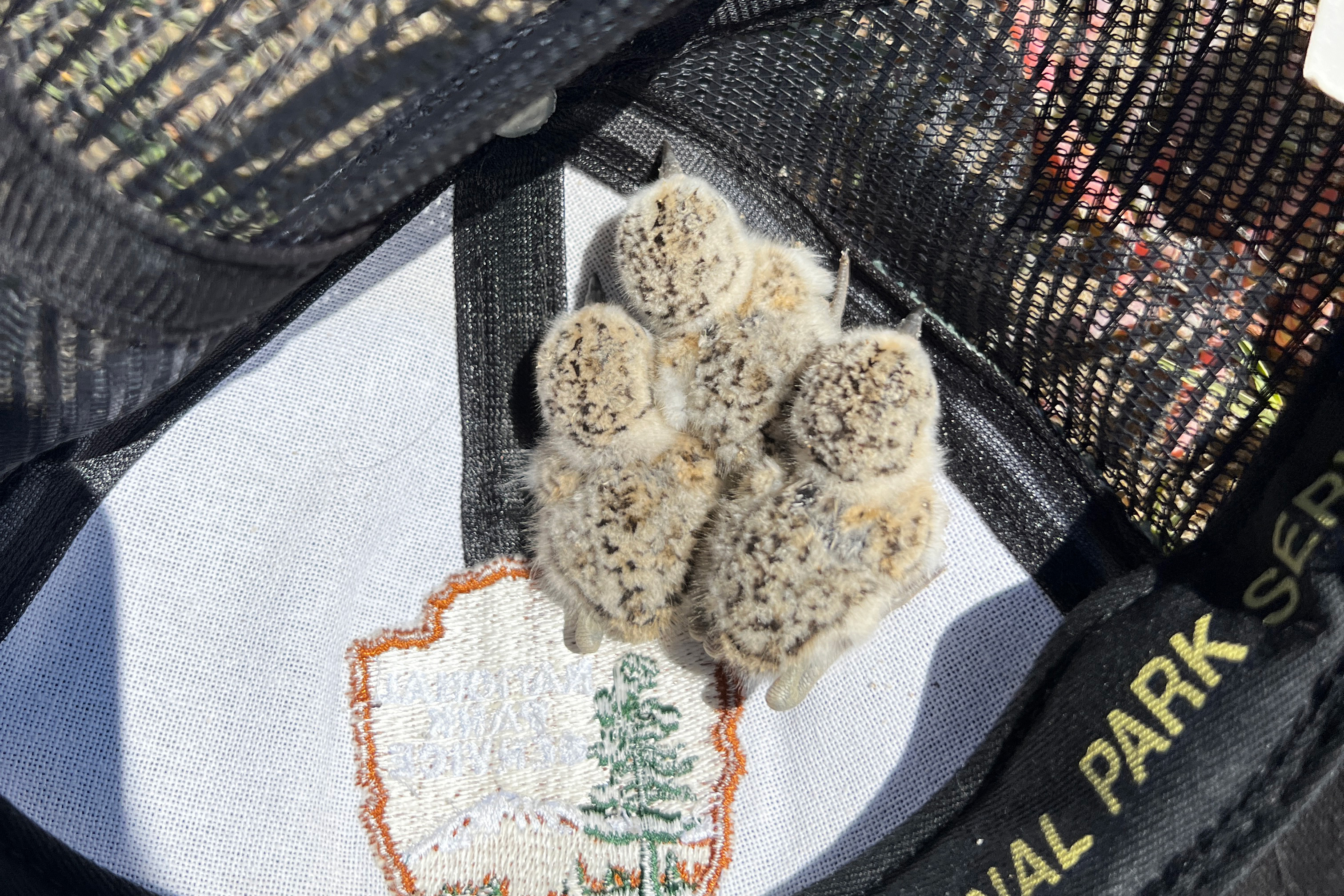 A photo of three small black-speckled, beige-colored chicks sitting in an upside-down National Park Service ballcap.