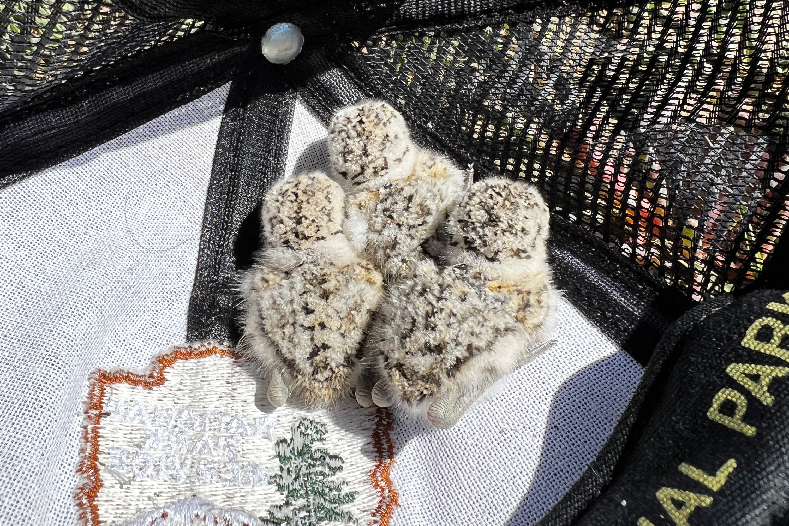 A photo of tree small black-speckled, beige-colored chicks sitting in an upside-down National Park Service ballcap.
