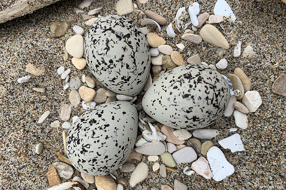 A close-up photo of three small black-speckled, beige-colored eggs sitting on sand among light-colored pebbles and pieces of driftwood and shells.