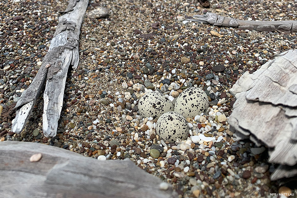 A relatively close-up photo of three small black-speckled, beige-colored eggs sitting on large-grains of sand and surrounded by four pieces of small driftwood.