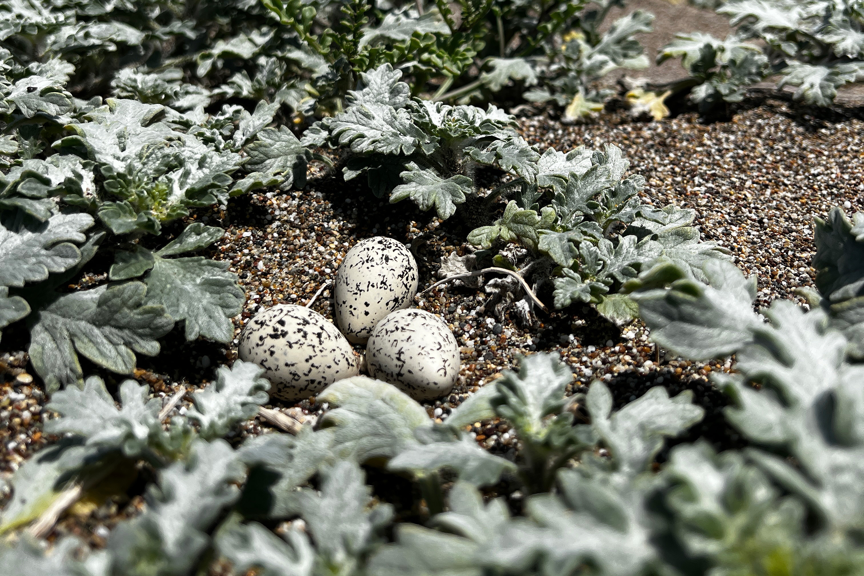 A three-egg western snowy plover nest surrounded by vegetation near Abbotts Lagoon on May 23, 2023. A photo of three small black-speckled, beige-colored egg sitting among leafy grayish-green vegetation.