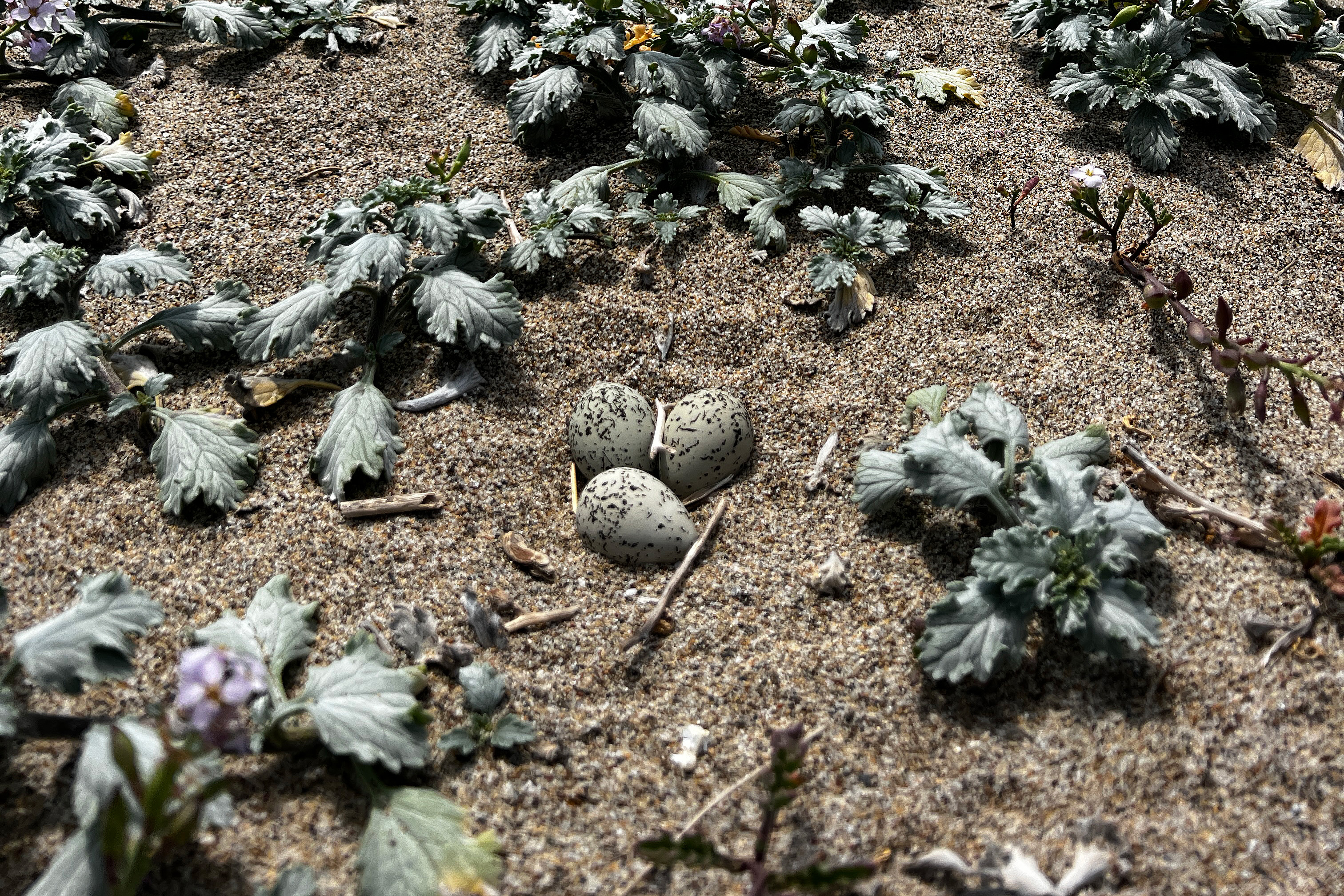 A photo of three small black-speckled, beige-colored egg sitting among leafy grayish-green vegetation.
