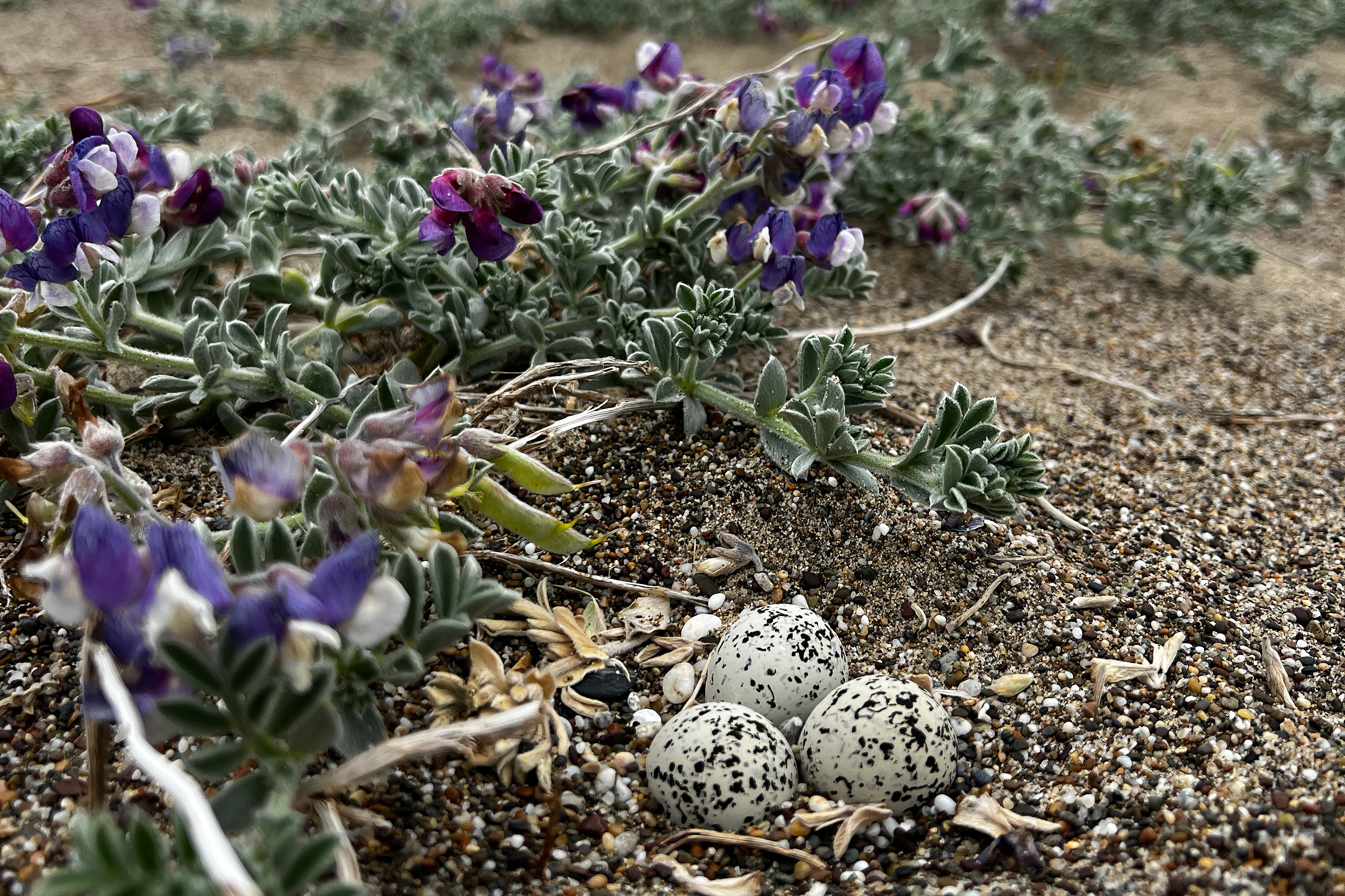 A three-egg western snowy plover nest surrounded by lupine in the Abbotts Lagoon Restoration Area on May 23, 2023. A photo of three small black-speckled, beige-colored egg sitting among plants with pea-like purple flowers