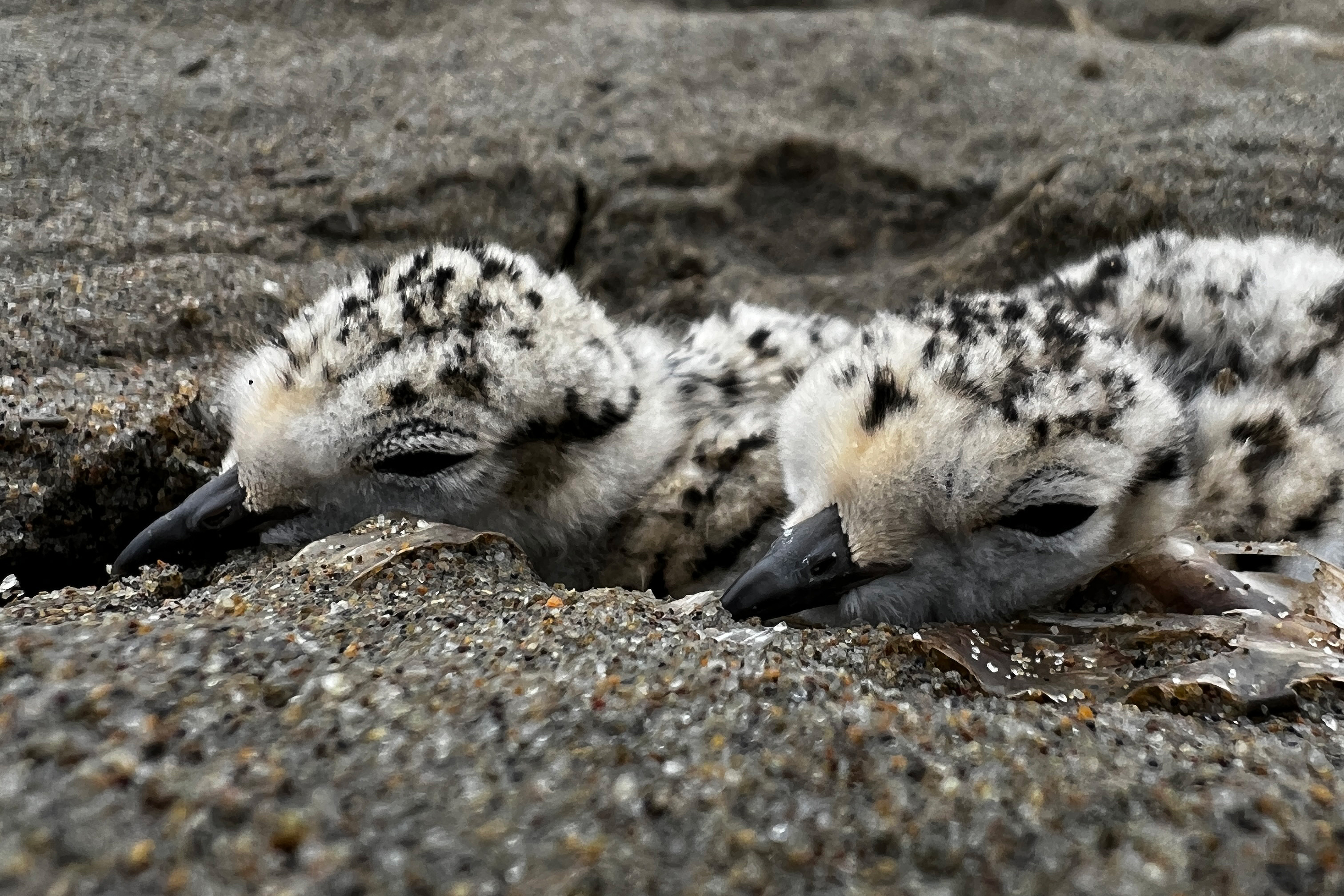 Two recently hatched western snowy plover chicks on Limantour Beach on May 24, 2023. A close-up photo of the faces of two small black-speckled, beige-colored chicks on a sandy beach.