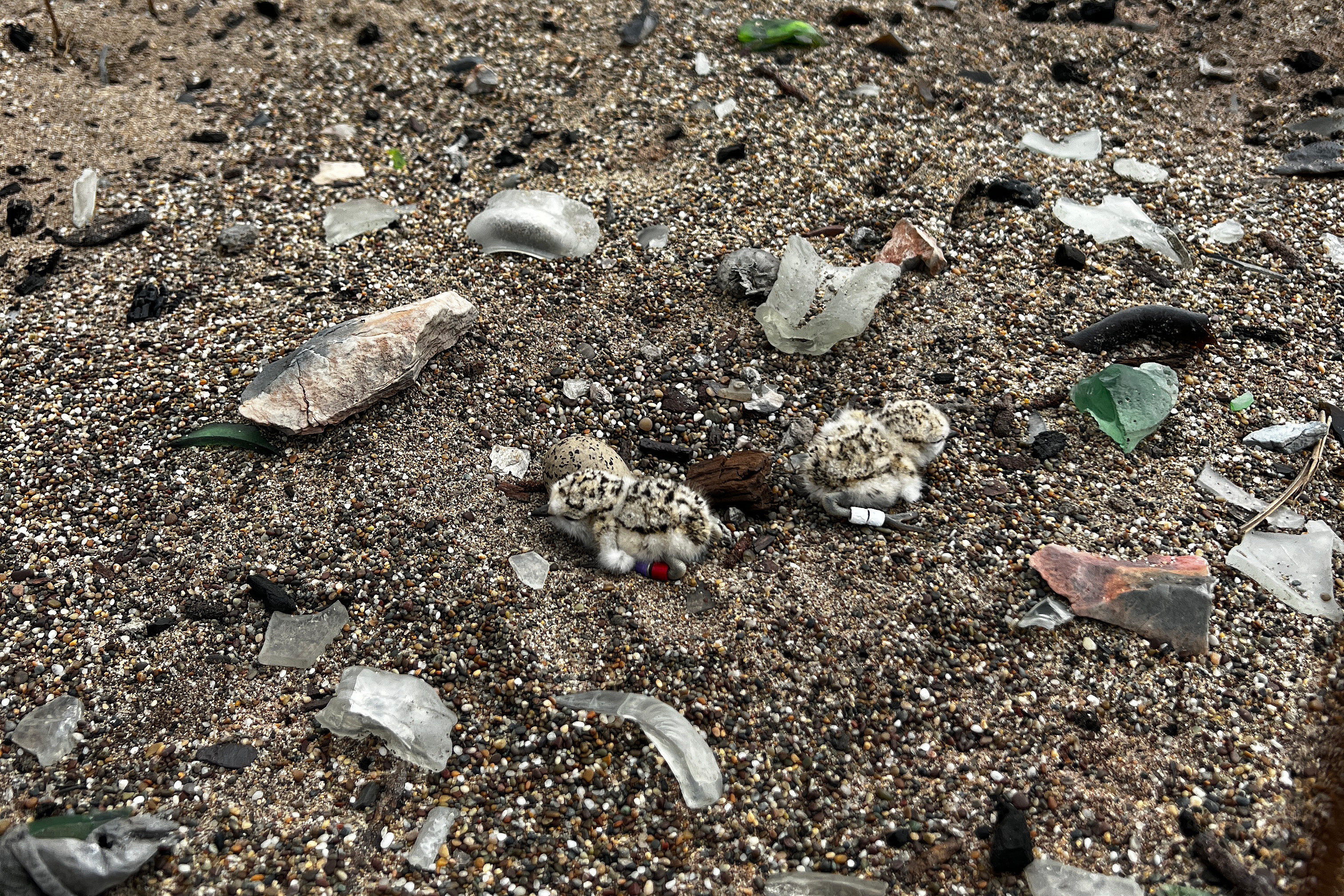 Two western snowy plover chicks in a nest built on an old beach fire pit on Kehoe Beach on May 24, 2023. A photo of two small black-speckled, beige-colored chicks with bands on their legs surrounded by shards of glass on a sandy beach.