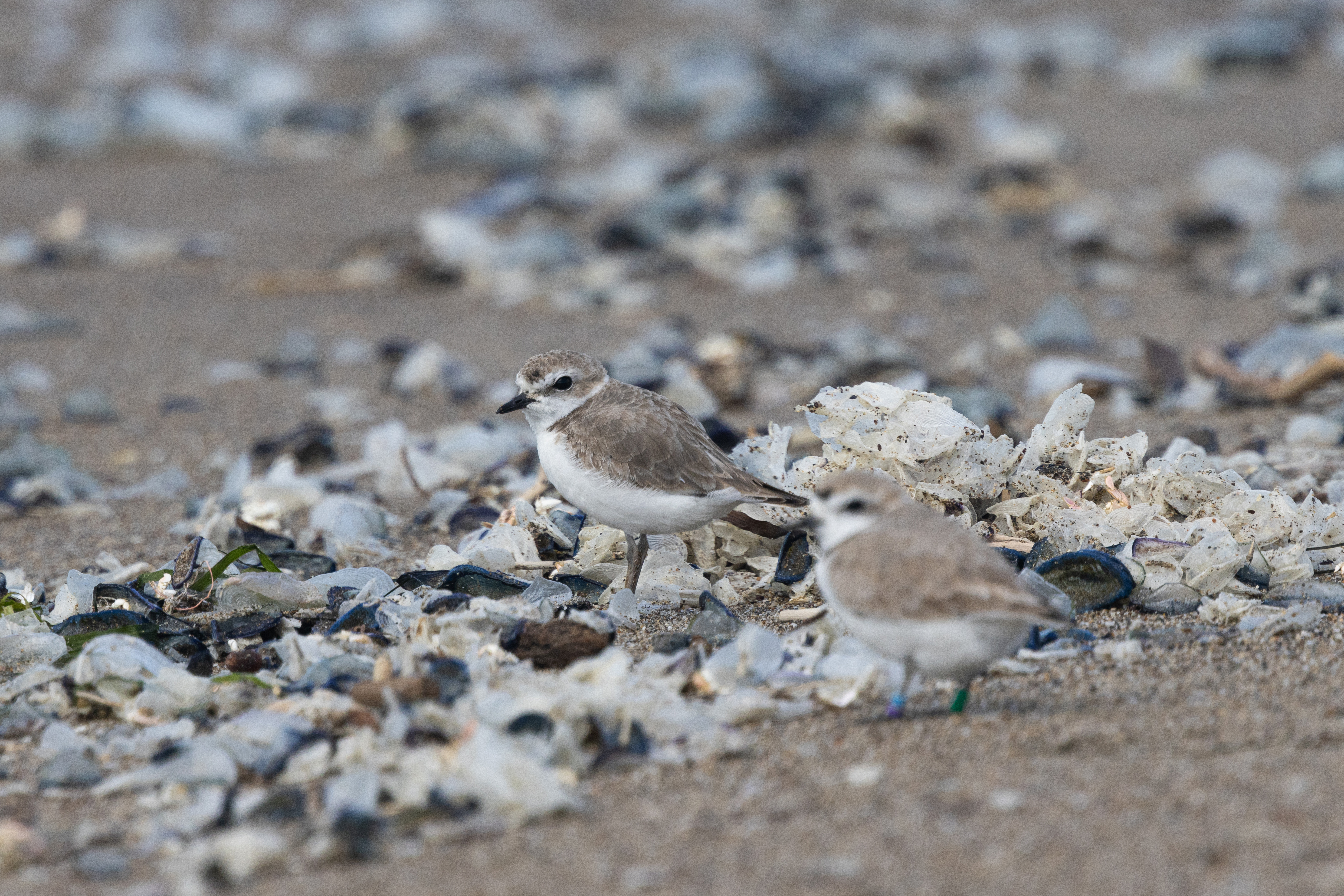 A photo of two small grayish-brown shorebirds standing on a beach among blue and translucent dead jellyfish-like organisms that look like cellophane.