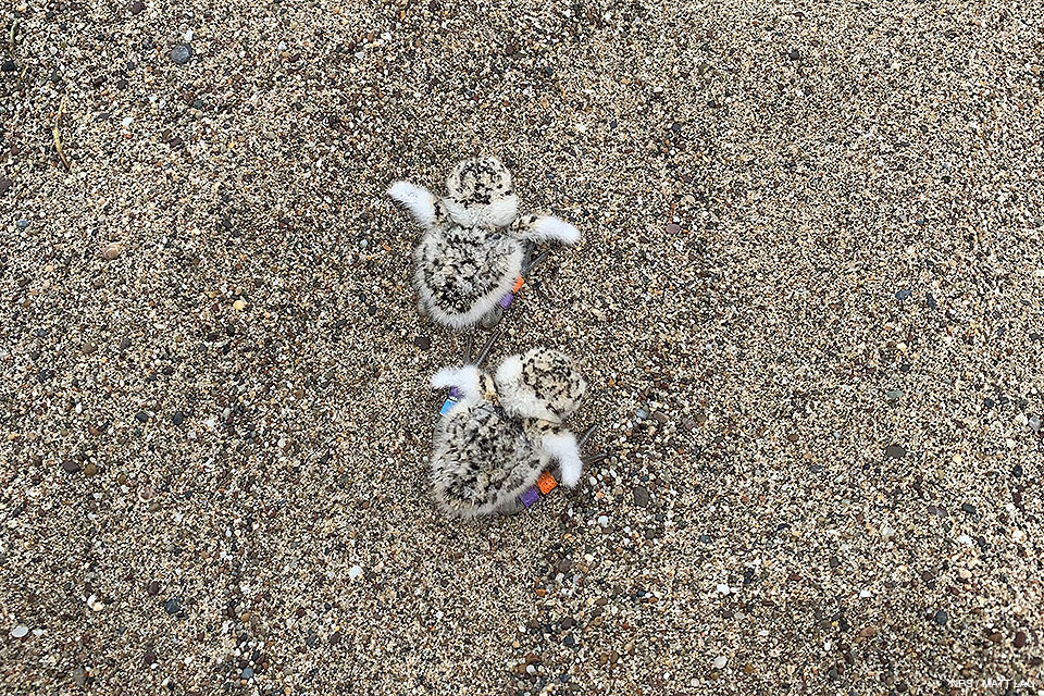 A photo from above of two small, fluffy, light-tan, speckled-black plover hatchlings surrounded by sand.