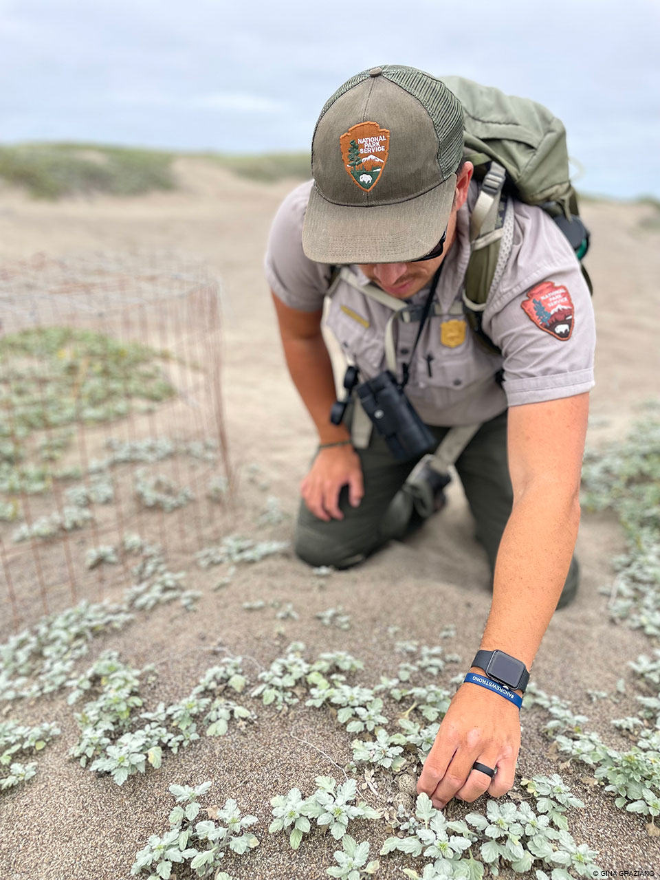 A photo of male National Park Service biologist kneeling in the sand and bending over to check small plover eggs in a nest surrounded by grayish-green plants.