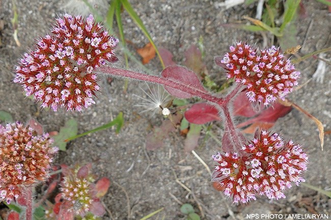 A shaggy-haired herb with basal leaves and rose-colored flowers that occur in dense, ball-shaped, pink clusters.