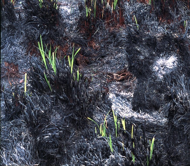 Short sprouts of green vegetation emerge from burnt soil.