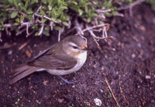 A small brownish-backed bird standing on the ground next to some vegetation.
