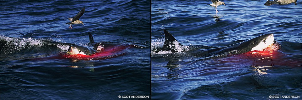 Two photos of a white shark feeding on a seal as a couple sea birds fly above the blood-filled water.