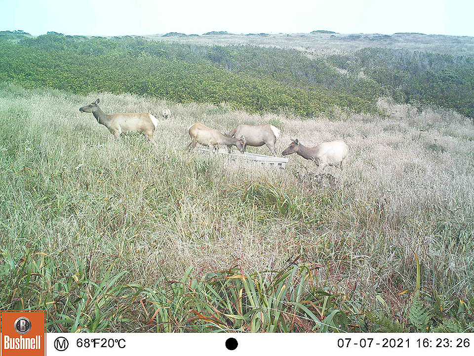 Four elk congregate at a gray, plastic water trough surrounded by tall grass on July 7, 2021, 4:23 pm. Four elk congregate at a gray, plastic water trough surrounded by tall grass.