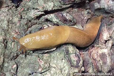 A large, yellow, banana-like slug.