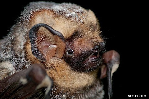 A photo of the head of a bat with yellow fur around its face and grizzled fur on the top of its head and body.