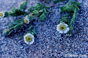 Federally threatened beach layia (Layia carnosa) © Doreen Smith