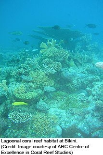 An underwater photograph of fish swimming around a coral reef.