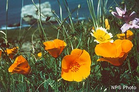 California poppies, a tidy-tips, and a checker-bloom.