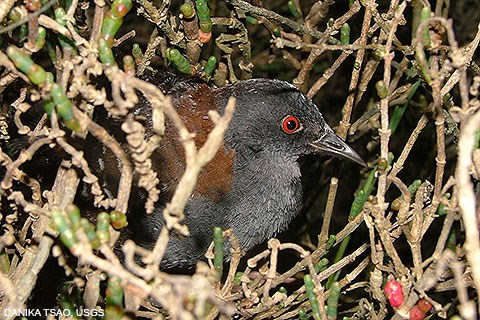 A small black bird with red eyes and brown shoulders huddled among marsh plants.