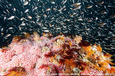 Hundreds of small, tan-colored fish swarm above pink and orange sea anemones and corals.
