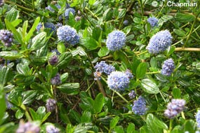 blue blossom flowers and leaves