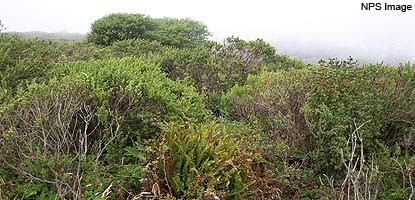various shrubs in the coastal scrub habitat