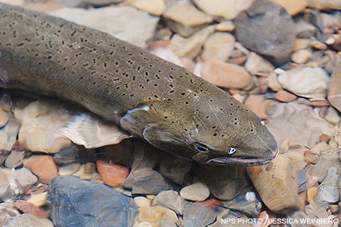 Looking down at the head of a grayish-green fish with small black dots swimming in water.