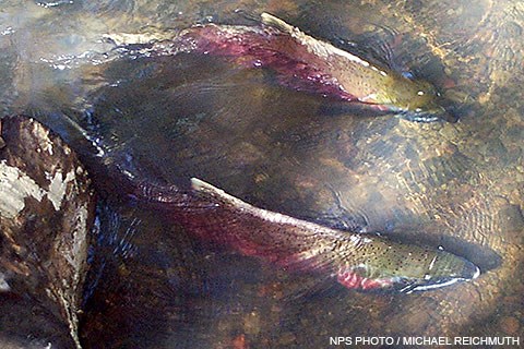 Two green-backed, red-sided fish swim in a shallow creek.