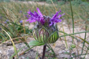 CNPS rare Curlyleaf monardella (Monardella undulata)