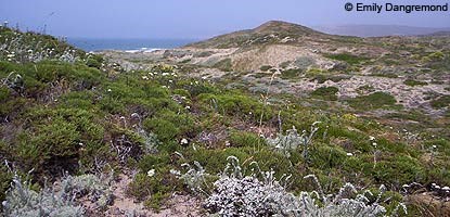 diverse coastal dune habitat at Abbotts Lagoon diverse coastal dune habitat at Abbotts Lagoon