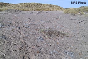 Dune Habitat at Abbotts Lagoon showing native vegetation in the foreground and dunes dominated by non-native European beachgrass in the background.