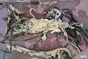 A yellowish slimy substance clings to green eelgrass that has been removed from the water and placed on a flat red surface.