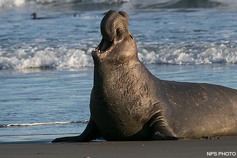 Where to see elephant seals in Northern California
