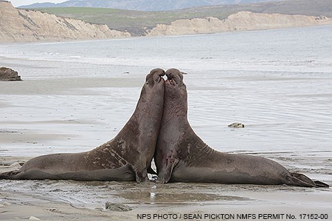 Two male elephant seals rear up and press their bodies against each other while sparring on the beach.