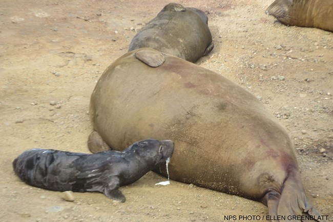 A small, black elephant seal pup nurses from its mother on the beach.