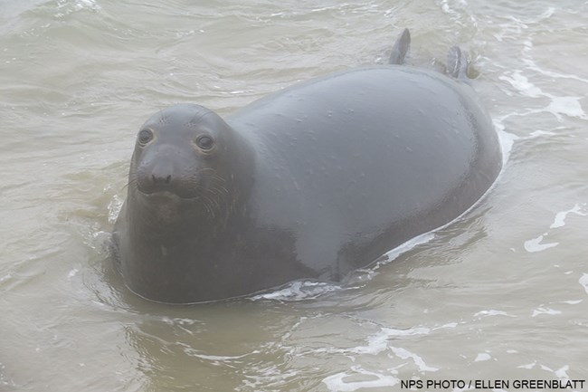 A large pregnant elephant seal is propped up on its front flippers surrounded by shallow water.
