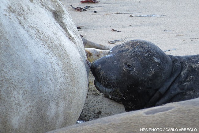 A close-up photograph of a black-furred elephant seal pup with its nose touching the nipple on the belly of its mother.