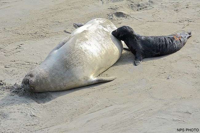 A small, black-furred, newborn seal pup nurses from its silver-colored mother on a sandy beach.