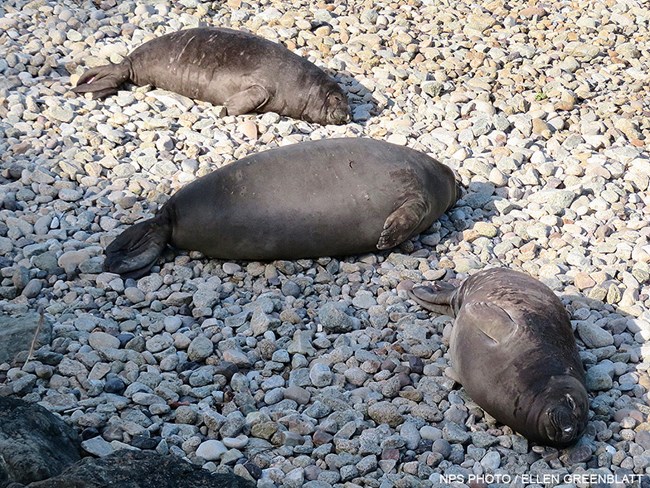 Three weaned elephant seal pups lying on a rocky beach. Two of the pups are of typical size. The third pup, a superweanling, is twice the size of the others.
