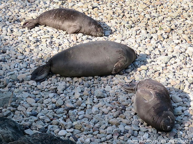 Two weaned elephant seal pups of typical size along with an unusually large superweanling elephant seal pup. February 27, 2021. Three weaned elephant seal pups lying on a rocky beach. Two of the pups are of typical size. The third pup, a superweanling, is twice the size of the others.