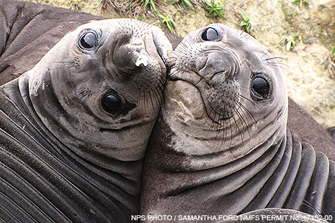 Where to see Sea Lions & Seals on the Pacific Coast Highway, Holiday  Articles