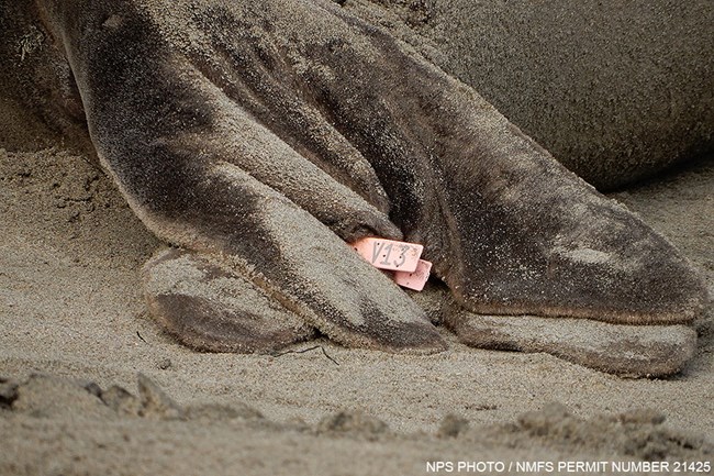 A pink, plastic tag with the marking “V13” on the sandy hind flipper of an elephant seal on the beach.