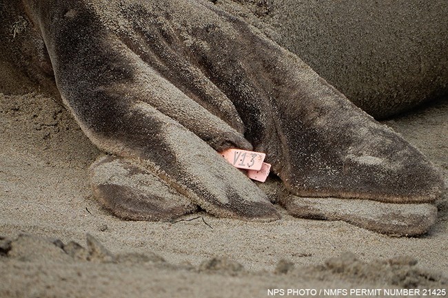 Pink tag on the hind flipper of a elephant seal V13. Photo taken on January 17, 2020. NMFS Permit Number 21425. A pink, plastic tag with the marking “V13” on the sandy hind flipper of an elephant seal on the beach.