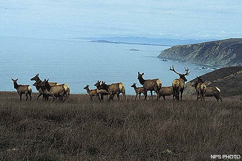Fourteen tule elk on Tomales Point. The Pacific Ocean is in the background.