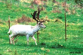 A white deer with dark palmate antlers walks across a pasture.