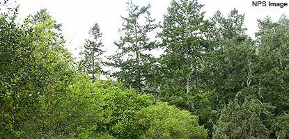 Douglas-fir and mixed evergreen forest